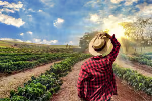 Исчезают опылители растений кофе: как это повлияет на рынок