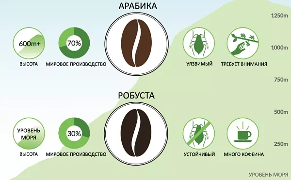 арабика и робуста сравнение_opt.png арабика и робуста сравнение_opt.png